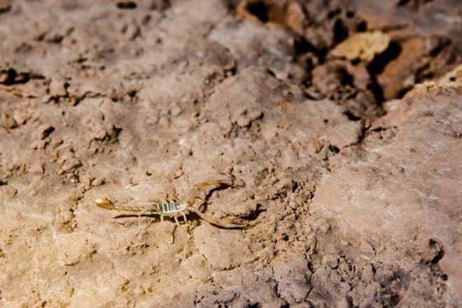 A species of scorpions with transparent body found in Hoa Huong Cave. Photos: British Cavern Association.