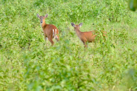 Animal Welfare Policy (1)